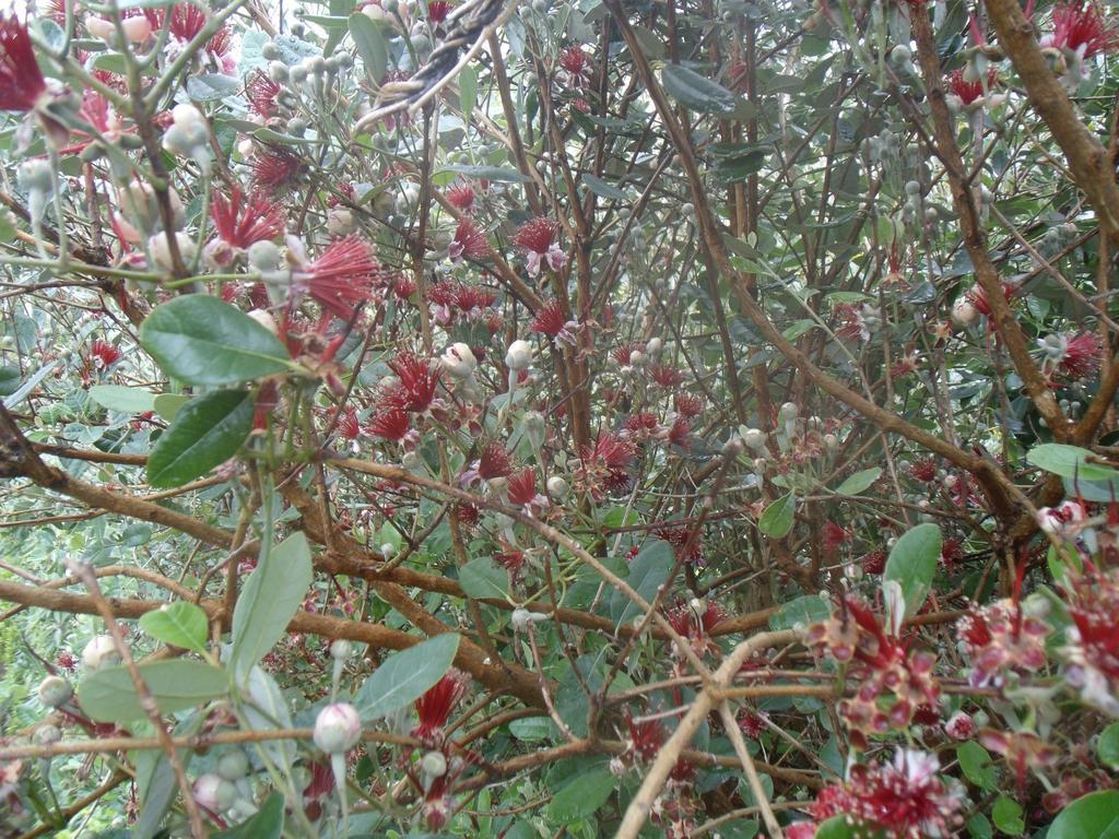 Gasthof Tropical Fruit Garden