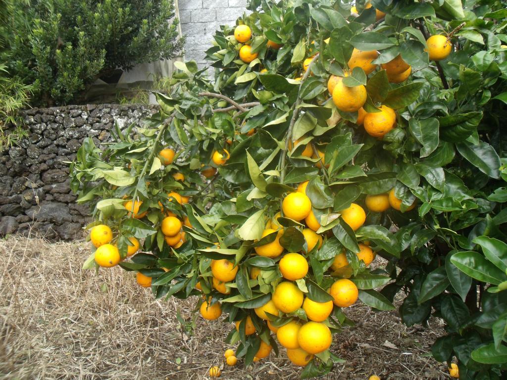 Gasthof Tropical Fruit Garden