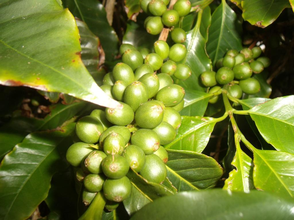 Tropical Fruit Garden Velas